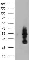 MIF4GD Antibody (clone OTI2H9)