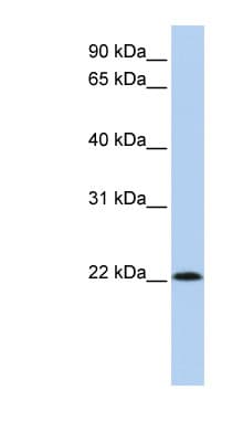 RNASE11 Antibody (C-Terminus)