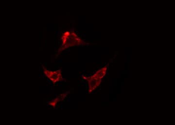 ADRA2C Antibody
