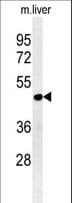 Polyclonal Rabbit anti-Human DDI2 Antibody (aa167-196, WB)