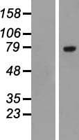 SLC3A1 / ATR1 Protein (Over-Expression Lysate Myc-DDK (Flag))
