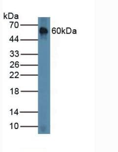 Chordin Antibody (aa422-635)