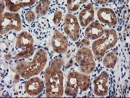 IHC-plus™ SNX8 Antibody (clone 4F8)