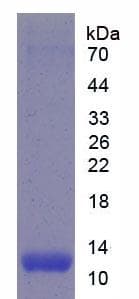 Mouse ICOS / CD278 Protein (Recombinant His)
