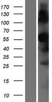 TMPRSS7 Protein (Over-Expression Lysate Myc-DDK (Flag))