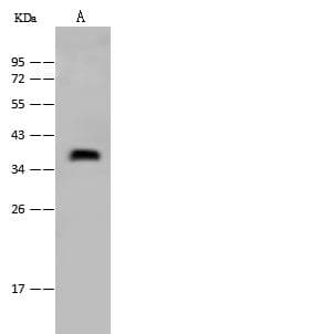 Polyclonal Rabbit anti-Mouse WNT7A Antibody (Preservative Free, WB)