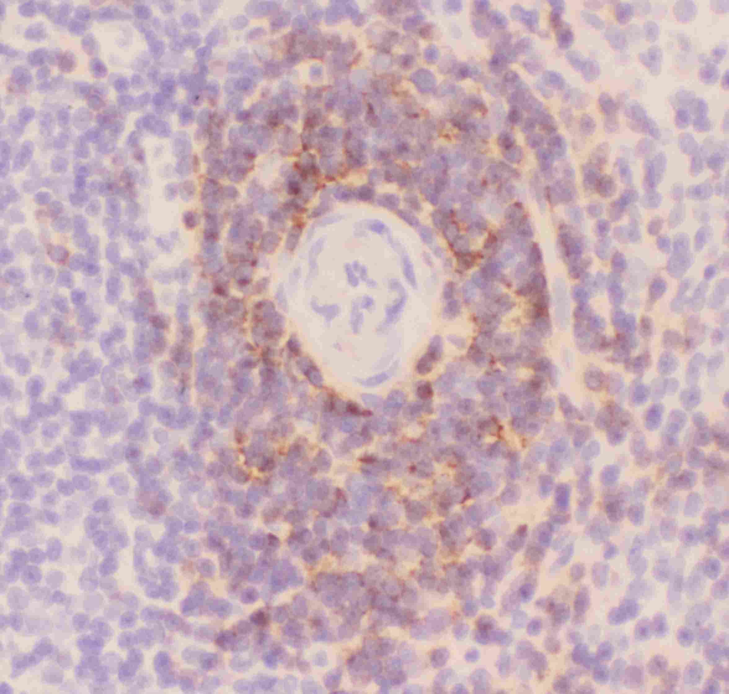 CD3E Antibody (aa23-207)