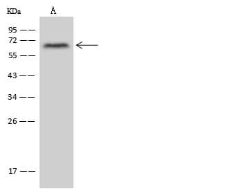 ZNF250 Antibody