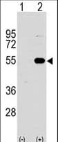 SPRED1 Antibody (aa44-73)