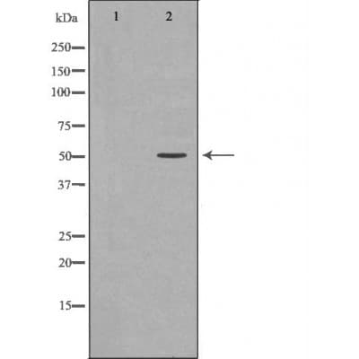 Polyclonal Rabbit anti-Human HNRNPK / hnRNP K Antibody (phospho-Ser284, IF, WB)