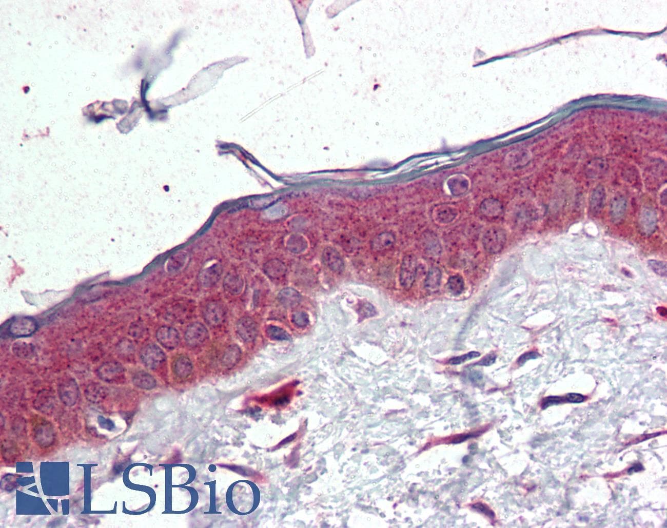 IHC-plus™ TM4SF6 / TSPAN6 Antibody (Internal)