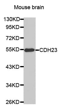 CDH23 / Cadherin 23 Antibody