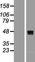 WNT8A Protein (Over-Expression Lysate Myc-DDK (Flag))