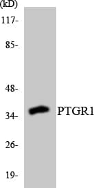 PTGR1 / LTB4DH Antibody (aa56-105)