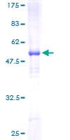 Human SCN2B Protein (Recombinant GST)