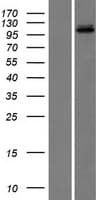 LIG3 / DNA Ligase III Protein (Over-Expression Lysate Myc-DDK (Flag))