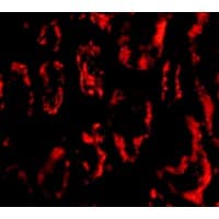 IHC-plus™ BANF1 / BAF / BCRP1 Antibody
