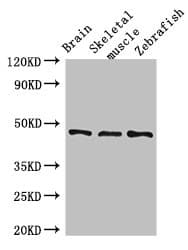 Polyclonal Rabbit anti-Human BMP4 Antibody (WB)
