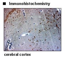 Polyclonal Rabbit anti-Human SLC6A6 / Taurine Transporter Antibody (IHC)