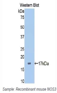 NOS3 / eNOS Antibody (aa888-1001)
