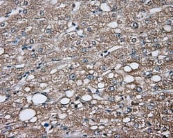 GPI Antibody (clone OTI8G7)