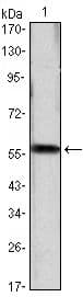 CCND1 / Cyclin D1 Antibody (clone 3D8)