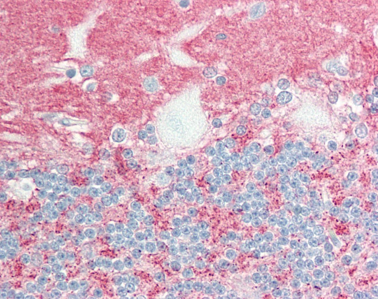 GPM6A / Glycoprotein M6A Antibody (C-Terminus)