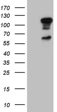 ELF1 Antibody (clone OTI1H1)