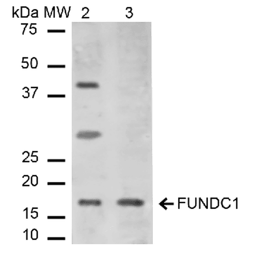 FUNDC1 Antibody