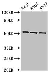 BLNK Antibody