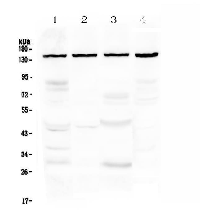 TRPC4 Antibody