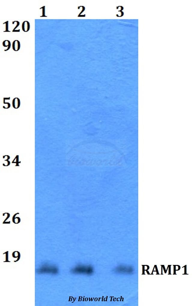 RAMP1 Antibody