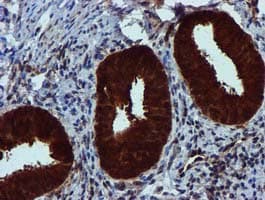 SPR Antibody (clone OTI2C6)