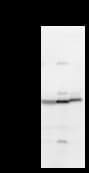 BMAL2 / ARNTL2 Antibody (clone ARNTH6B5)