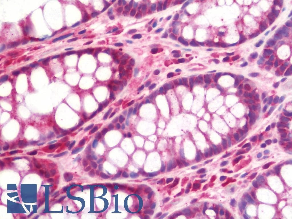 IHC-plus™ TRAP1 / HSP75 Antibody