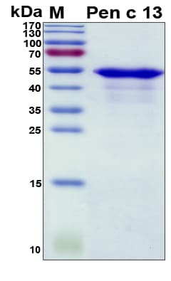 Penicillium citrinum Pen c 13 Protein (Recombinant His, N-Terminal)
