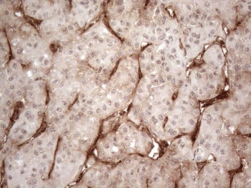 CD34 Antibody (aa312-385, clone OTI12F2)