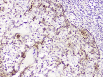 DDT / Dopamine Tautomerase Antibody