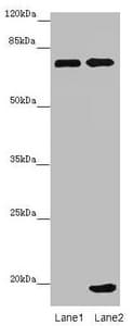 ZNF264 Antibody
