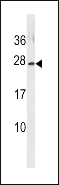 GINS3 Antibody (aa190-216)
