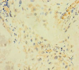 ARSI / Arylsulfatase I Antibody