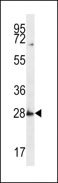SYPL1 Antibody (aa11-40)