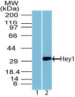 Polyclonal Rabbit anti-Human HEY1 Antibody (aa50-100, WB)