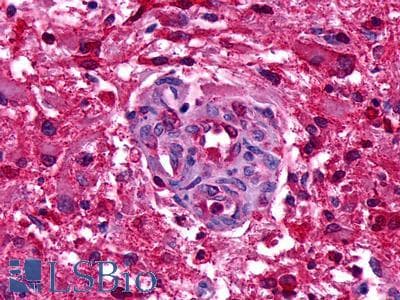PathPlus™ GPR151 Antibody (C-Terminus)