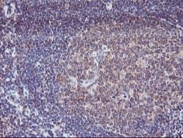 Paraplegin / SPG7 Antibody (aa300-573, clone OTI1D3)