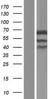 UBXD9 / ASPL Protein (Over-Expression Lysate Myc-DDK (Flag))