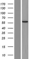 ANKS1B Protein (Over-Expression Lysate Myc-DDK (Flag))
