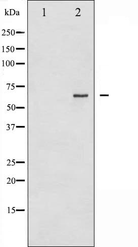 CDC25B Antibody (phospho-Ser323)