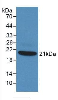 TNF Alpha Antibody (aa80-235)