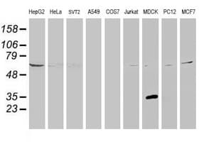 KCTD14 Antibody (clone OTI1A11)